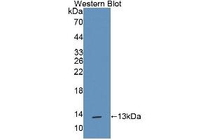 Western blot analysis of recombinant Rat TFF1. (TFF1 antibody  (AA 1-81))