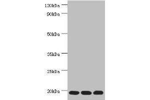 Western blot All lanes: Thioredoxin, mitochondrial antibody at 3 μg/mL Lane 1: Mouse liver tissue Lane 2: Rat brain tissue Lane 3: Mouse kidney tissue Secondary Goat polyclonal to rabbit IgG at 1/10000 dilution Predicted band size: 18 kDa Observed band size: 18 kDa (TXN2 antibody  (AA 1-166))
