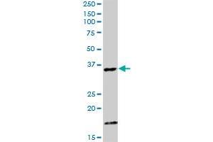CAMLG MaxPab rabbit polyclonal antibody. (CAMLG antibody  (AA 1-296))