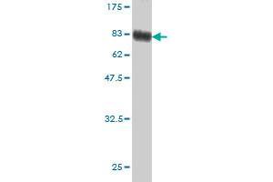 Western Blotting (WB) image for anti-Serpin Peptidase Inhibitor, Clade G (C1 Inhibitor), Member 1 (SERPING1) (AA 1-500) antibody (ABIN513846)