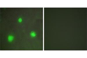 Peptide - +Immunofluorescence analysis of A549 cells, using FOXH1 antibody.
