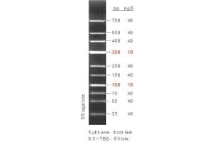 Agarose Gel Electrophoresis (AGE) image for LMW DNA Ladder (ABIN1540462) (LMW DNA Ladder)
