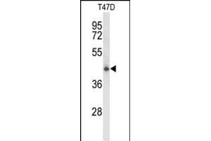 Western blot analysis of CLN5 Antibody (N-term) (ABIN652860 and ABIN2842559) in T47D cell line lysates (35 μg/lane).