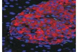 ABIN570965 (50ug/ml) staining of islets in Mouse Pancreas. (Unc5c antibody  (Internal Region))