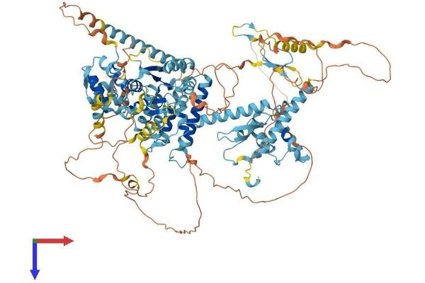 CTF18 Protein (AA 1-969) (His tag)