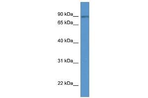 SPIRE2 antibody (70R-10052) used at 0. (SPIRE2 antibody  (N-Term))