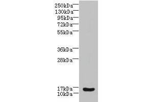 Western blot All lanes: ZNRD1 antibody at 14 μg/mL + Human high value serum Secondary Goat polyclonal to rabbit IgG at 1/10000 dilution Predicted band size: 14 kDa Observed band size: 14 kDa (ZNRD1 antibody  (AA 1-126))