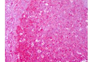 Immunohistochemistry (IHC) image for anti-Heat Shock Protein 90kDa alpha (Cytosolic), Class A Member 1 (HSP90AA1) antibody (ABIN1102186)