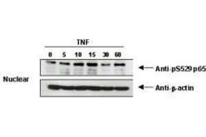 Image no. 1 for anti-Nuclear Factor-kB p65 (NFkBP65) (pSer276) antibody (ABIN1103942) (NF-kB p65 antibody  (pSer276))