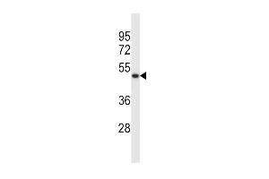 SYT5 Antibody (Center) (ABIN657985 and ABIN2846932) western blot analysis in K562 cell line lysates (35 μg/lane). (Synaptotagmin V antibody  (AA 138-167))