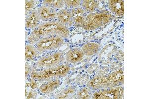 Immunohistochemistry of paraffin-embedded rat kidney using TEFM antibody. (TEFM antibody  (AA 36-210))