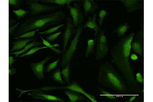 Immunofluorescence of purified MaxPab antibody to RBMY1A1 on HeLa cell. (RBMY1A1 antibody  (AA 1-356))