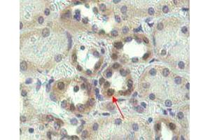 Immunohistochemical staining of Nampt using anti-Nampt (OMNI379)  in human kidney tissue (1:500 dilution). (NAMPT antibody)