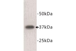 Western Blotting (WB) image for anti-Lactate Dehydrogenase A (LDHA) antibody (ABIN1854932) (Lactate Dehydrogenase A antibody)