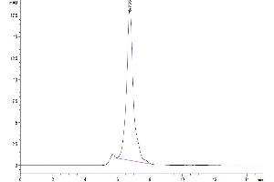 The purity of Mouse CD27 Ligand/CD70 is greater than 95 % as determined by SEC-HPLC. (CD70 Protein (AA 45-195) (Fc Tag))