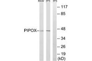 Western blot analysis of extracts from NIH-3T3/RAW264. (PIPOX antibody  (AA 257-306))