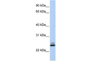 JAZF1 antibody  (N-Term)