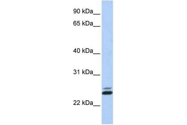 JAZF1 antibody  (N-Term)