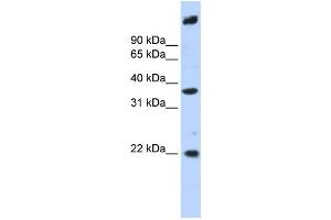 Western Blotting (WB) image for anti-Single Stranded DNA Binding Protein 3 (SSBP3) antibody (ABIN2459883) (SSBP3 antibody)
