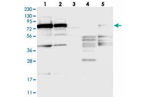SRP72 antibody