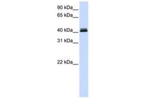 Image no. 1 for anti-Calcium Activated Nucleotidase 1 (CANT1) (AA 324-373) antibody (ABIN6741151) (CANT1 antibody  (AA 324-373))