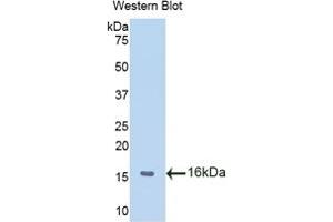 Detection of Recombinant MIF, Human using Polyclonal Antibody to Macrophage Migration Inhibitory Factor (MIF) (MIF antibody  (AA 3-111))