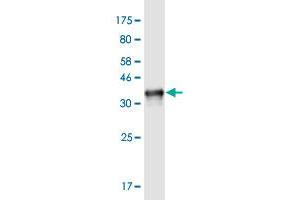 Western Blot detection against Immunogen (33. (NOMO3 antibody  (AA 966-1033))