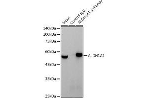 Immunoprecipitation analysis of 600 μg extracts of Mouse testis cells using 3 μg  antibody (ABIN7265531). (ALDH1A1 antibody)