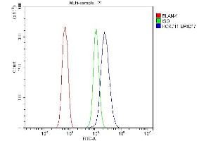 Flow Cytometry analysis of NRK cells using anti-HOXD11 antibody (ABIN7603174). (HOXD11 antibody  (N-Term))