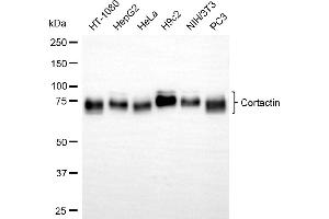 Western blotting analysis using cortactin antibody (ABIN7798159). (Recombinant Cortactin antibody)