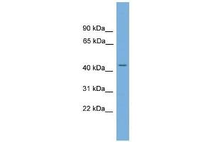 LUC7L antibody used at 0. (LUC7L antibody  (N-Term))