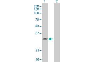 Western Blot analysis of KLK1 expression in transfected 293T cell line by KLK1 MaxPab polyclonal antibody. (Kallikrein 1 antibody  (AA 1-262))
