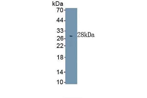 Lamin B1 antibody  (AA 52-233)