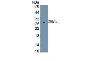 Lamin B1 anticorps  (AA 52-233)