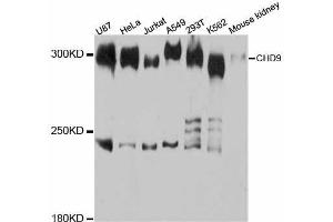 Western blot analysis of extracts of various cell lines, using CHD9 antibody. (CHD9 antibody  (AA 85-190))