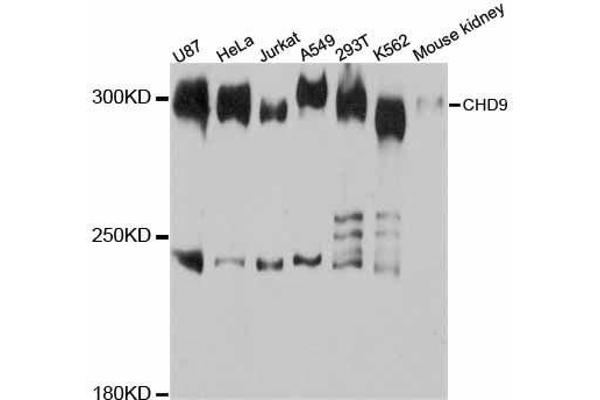 CHD9 antibody  (AA 85-190)