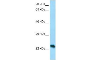 Host: Rabbit Target Name: Creg1 Antibody Dilution: 1. (CREG1 antibody  (C-Term))