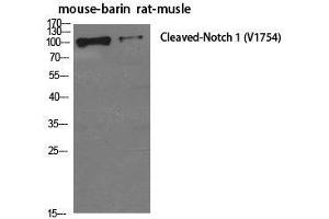 Western Blot analysis of Mouse brain, Rat musle using Cleaved-NOTCH1 (V1754) Polyclonal Antibody at dilution of 1:500. (Notch1 antibody  (Cleaved-Val1754))