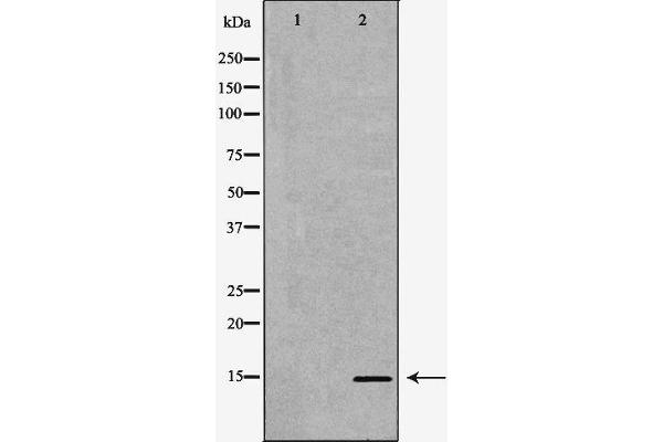 POLR2I antibody  (Internal Region)