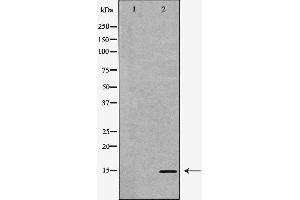 Western blot analysis of extracts of LO2 , using POLR2I antibody.