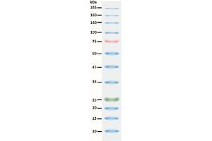 SDS-PAGE (SDS) image for ExcelBand™ 3-color High Range Protein Marker (ABIN5662600) (ExcelBand™ 3-color High Range Protein Marker)