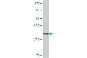 Western Blot detection against Immunogen (36. (COPA antibody  (AA 3-100))