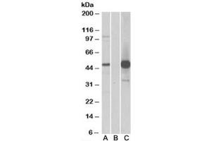 Western blot of HEK293 lysate overexpressing human COPS3-FLAG probed with COPS3 antibody (1ug/ml) in Lane A and with anti-FLAG (1/5000) in lane C. (COPS3 antibody)