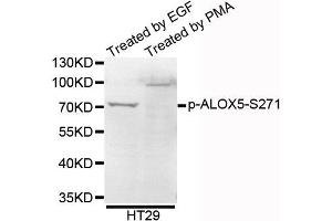 Western blot analysis of extracts of HT29 cells, using Phospho-ALOX5-S271 antibody. (ALOX5 antibody  (pSer271))