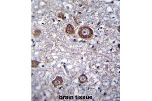 Immunohistochemistry (IHC) image for anti-APG8b antibody (ABIN2996776) (APG8b antibody)