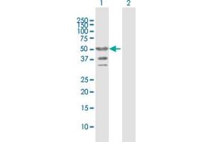 Western Blot analysis of TRIP6 expression in transfected 293T cell line by TRIP6 MaxPab polyclonal antibody.