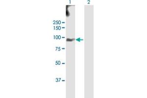 Western Blot analysis of EPS8L2 expression in transfected 293T cell line by EPS8L2 MaxPab polyclonal antibody.