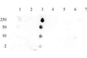Histone H2B acetyl Lys12 pAb tested by dot blot analysis.