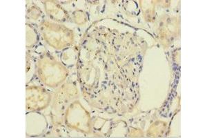 Immunohistochemistry of paraffin-embedded human kidney tissue using ABIN7154745 at dilution of 1:100 (GNB5 antibody  (AA 1-353))