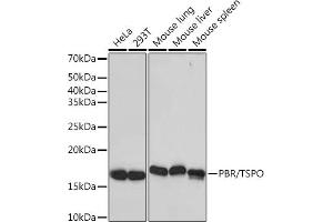 Western blot analysis of extracts of various cell lines, using PBR/TSPO Rabbit mAb (ABIN1679051, ABIN3019258, ABIN3019259 and ABIN7101738) at 1:1000 dilution. (TSPO antibody)